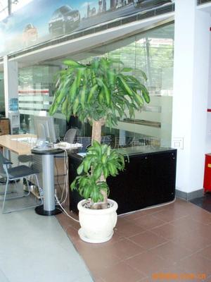 真花綠化花柱選購指南 價格、供應與批發(fā)渠道解析